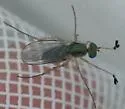 Dolichopus pulchrimanus - photo 4