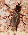 Dolichopus ramifer - Dolichopus ramifer