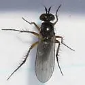 Dolichopus ramifer - photo 2