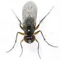 Dolichopus ramifer - photo 3