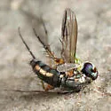 Dolichopus reflectus - Dolichopus reflectus
