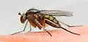 Dolichopus reflectus - photo 2