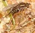 Dolichopus reflectus - photo 3