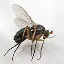 Dolichopus reflectus - photo 4