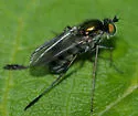Dolichopus remipes