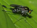 Dolichopus remipes - photo 2