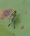 Dolichopus remipes - photo 3