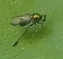 Dolichopus remipes - photo 4
