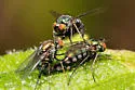Dolichopus retinens - photo 2