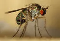 Dolichopus scapularis - photo 2