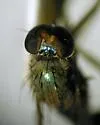 Dolichopus scapularis - photo 3