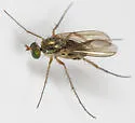 Dolichopus scapularis - photo 4