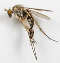 Dolichopus scapularis - photo 5
