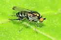 Dolichopus setifer - photo 2