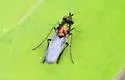 Dolichopus setifer - photo 3