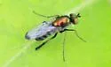 Dolichopus setifer - photo 4