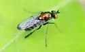 Dolichopus setifer - photo 5