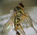Dolichopus sexarticulatus - Dolichopus sexarticulatus