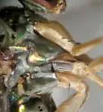 Dolichopus sexarticulatus - photo 2