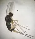 Dolichopus sexarticulatus - photo 3
