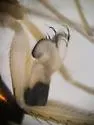Dolichopus sexarticulatus - photo 4