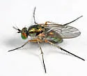 Dolichopus sicarius - photo 2