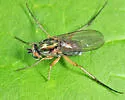 Dolichopus sicarius - photo 3