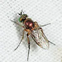 Dolichopus sincerus - Dolichopus sincerus