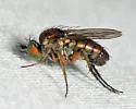 Dolichopus sincerus - photo 3