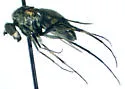 Dolichopus stenhammari