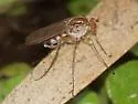 Dolichopus superbus