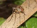 Dolichopus superbus - photo 2