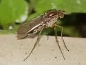 Dolichopus superbus - photo 3