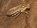 Dolichopus superbus - photo 4