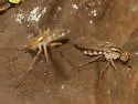 Dolichopus superbus - photo 5