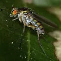 Dolichopus tenuipes
