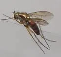 Dolichopus tonsus