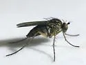 Dolichopus tonsus - photo 3