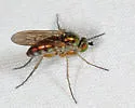 Dolichopus tonsus - photo 4