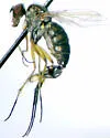 Dolichopus trisetosus - photo 2