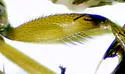 Dolichopus trisetosus - photo 3