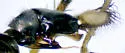 Dolichopus trisetosus - photo 4
