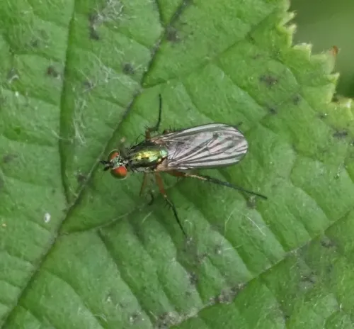 Dolichopus trivialis