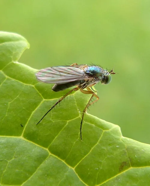 Dolichopus trivialis - photo 2