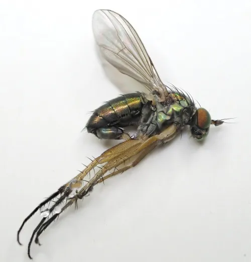 Dolichopus trivialis - photo 3