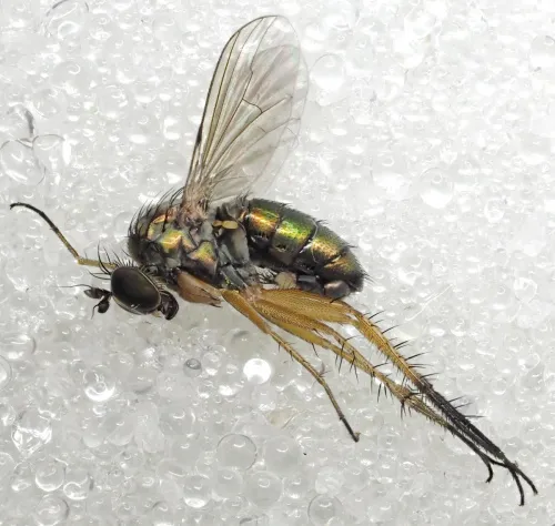 Dolichopus trivialis - photo 4