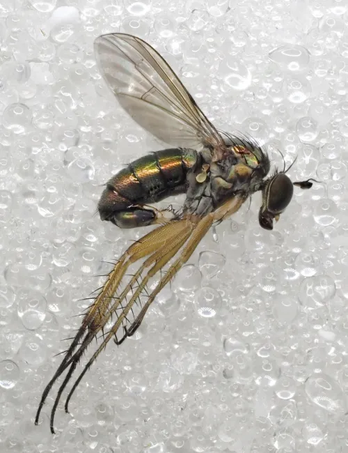 Dolichopus trivialis - photo 5