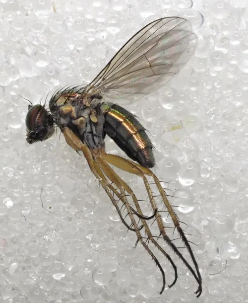 Dolichopus trivialis - photo 7