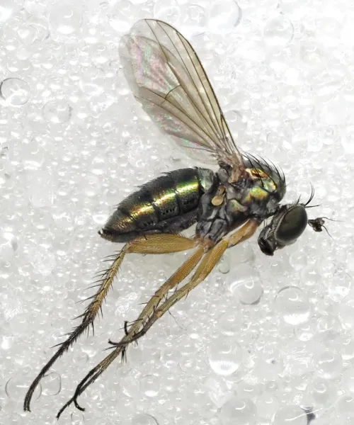 Dolichopus trivialis - photo 8