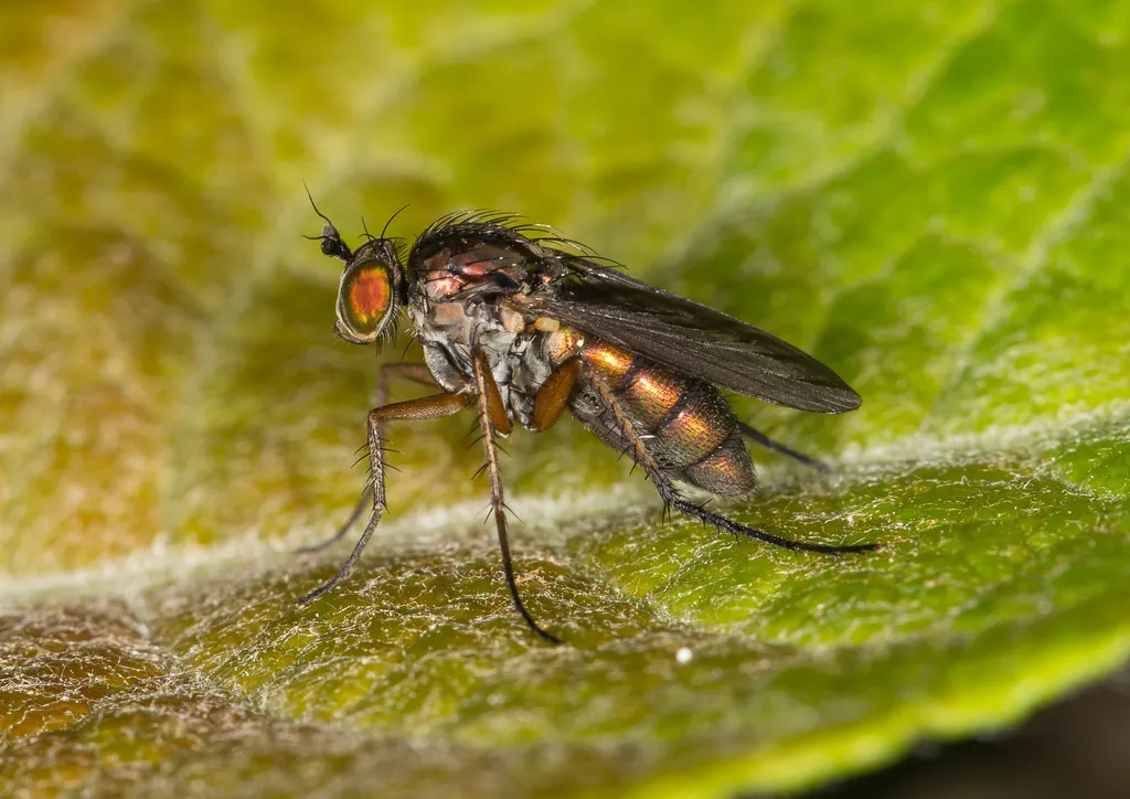 Dolichopus ungulatus - photo 2